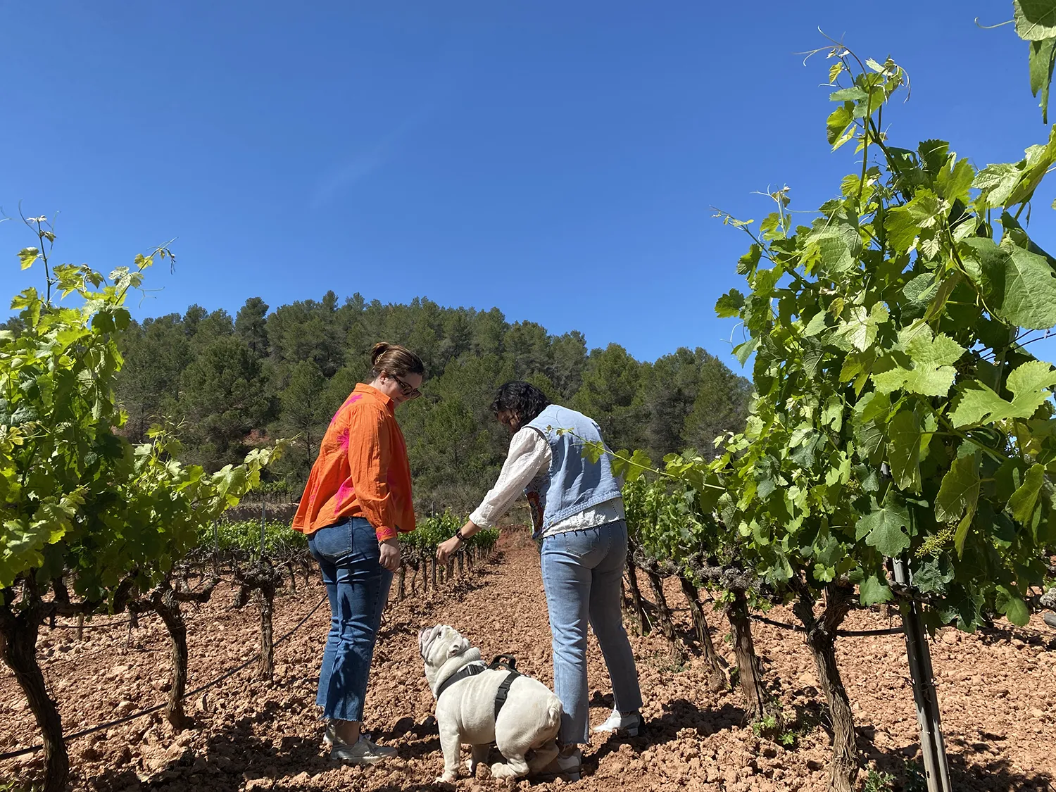 celler masroig enoturisme semana santa